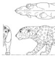 Spotted Leopard Pattern